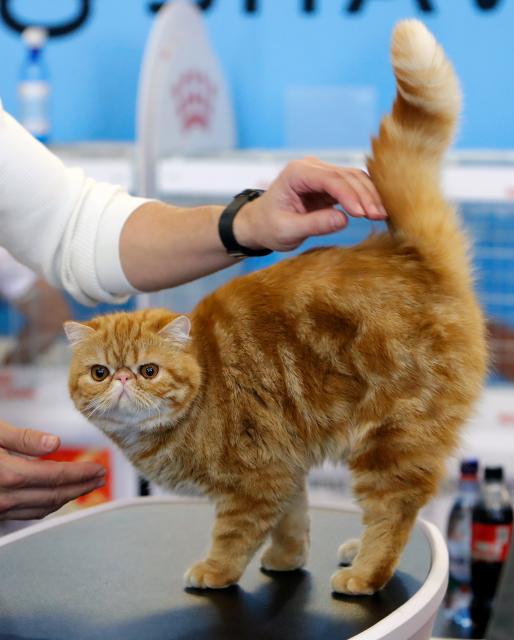 (250512) -- BUCHAREST, May 12, 2025 (Xinhua) -- An Exotic Shorthair cat is judged during Sofisticat Spring International Cat show at Palace Hall in Bucharest, Romania, May 11, 2025. About 180 cats of 40 breeds participated in the two-day feline beauty contest. (Photo by Cristian Cristel/Xinhua)