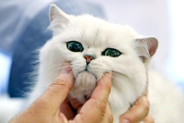 (250512) -- BUCHAREST, May 12, 2025 (Xinhua) -- A British Shorthair cat is judged during Sofisticat Spring International Cat show at Palace Hall in Bucharest, Romania, May 11, 2025. About 180 cats of 40 breeds participated in the two-day feline beauty contest. (Photo by Cristian Cristel/Xinhua)
