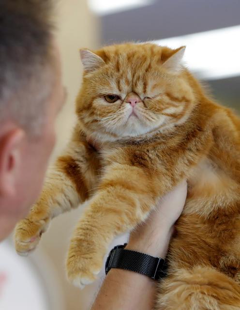 (250512) -- BUCHAREST, May 12, 2025 (Xinhua) -- An Exotic Shorthair cat is judged during Sofisticat Spring International Cat show at Palace Hall in Bucharest, Romania, May 11, 2025. About 180 cats of 40 breeds participated in the two-day feline beauty contest. (Photo by Cristian Cristel/Xinhua)