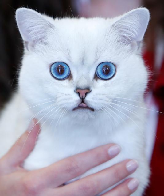 (250512) -- BUCHAREST, May 12, 2025 (Xinhua) -- A British Shorthair cat is judged during Sofisticat Spring International Cat show at Palace Hall in Bucharest, Romania, May 11, 2025. About 180 cats of 40 breeds participated in the two-day feline beauty contest. (Photo by Cristian Cristel/Xinhua)