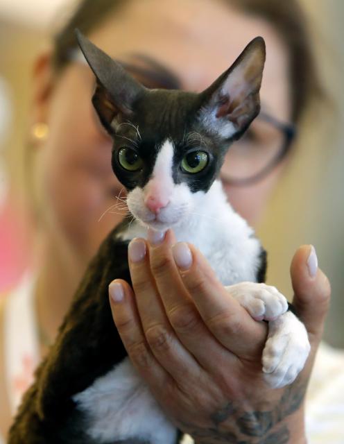 (250512) -- BUCHAREST, May 12, 2025 (Xinhua) -- A Cornish Rex cat is judged during Sofisticat Spring International Cat show at Palace Hall in Bucharest, Romania, May 11, 2025. About 180 cats of 40 breeds participated in the two-day feline beauty contest. (Photo by Cristian Cristel/Xinhua)