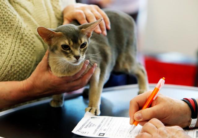 (250512) -- BUCHAREST, May 12, 2025 (Xinhua) -- An Abyssinian cat is judged during Sofisticat Spring International Cat show at Palace Hall in Bucharest, Romania, May 11, 2025. About 180 cats of 40 breeds participated in the two-day feline beauty contest. (Photo by Cristian Cristel/Xinhua)