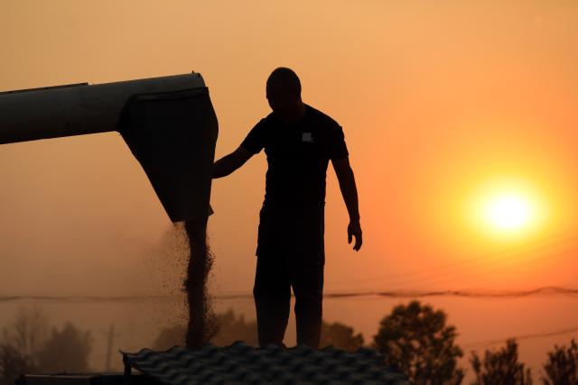 (250531) -- BEIJING, May 31, 2025 (Xinhua) -- A farmer harvests wheat in a field in Dongjunying Village of Baofeng County, Pingdingshan City, central China's Henan Province, May 28, 2025. (Xinhua/Li Jianan)