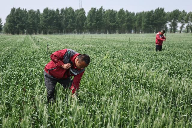 (250601) -- FUXIN, June 1, 2025 (Xinhua) -- Villagers maintain irrigation device at a wheat and soybean rotation planting field in Xinglongshan Township of Zhangwu County in Fuxin, northeast China's Liaoning Province, May 29, 2025. Located on the southern edge of the Horqin sandy land, Zhangwu County was once plagued by sand and dust storms. For more than 70 years, people here have made unremitting efforts in transforming the ecological environment of this area to win the tough battle against desertification. The forest coverage rate of Zhangwu has increased from 2.9 percent to more than 30 percent, while the number of dusty days per year has fallen to single digits.
   In recent years, Zhangwu County has promoted its ecological and industrial transformation, and increased local income by developing forestry and under-forest economy. (Xinhua/Pan Yulong)