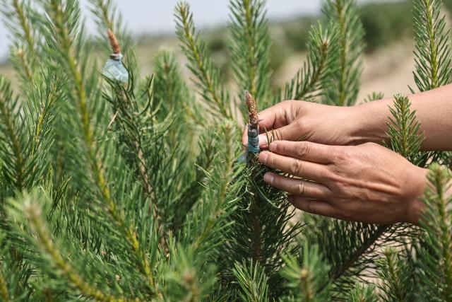 (250601) -- FUXIN, June 1, 2025 (Xinhua) -- A staff member checks the growth of a grafted pine tree of a demonstration project in Dade Township of Zhangwu County in Fuxin, northeast China's Liaoning Province, May 29, 2025. Located on the southern edge of the Horqin sandy land, Zhangwu County was once plagued by sand and dust storms. For more than 70 years, people here have made unremitting efforts in transforming the ecological environment of this area to win the tough battle against desertification. The forest coverage rate of Zhangwu has increased from 2.9 percent to more than 30 percent, while the number of dusty days per year has fallen to single digits.
   In recent years, Zhangwu County has promoted its ecological and industrial transformation, and increased local income by developing forestry and under-forest economy. (Xinhua/Pan Yulong)