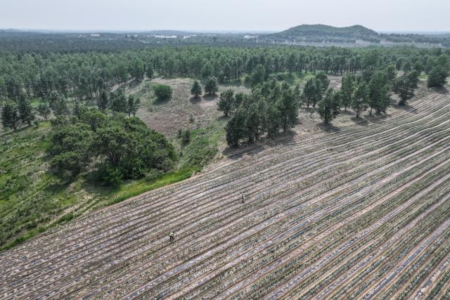 (250601) -- FUXIN, June 1, 2025 (Xinhua) -- An aerial drone photo taken on May 29, 2025 shows a willow-silkworm cultivation project in sandy field in Dade Township of Zhangwu County in Fuxin, northeast China's Liaoning Province. Located on the southern edge of the Horqin sandy land, Zhangwu County was once plagued by sand and dust storms. For more than 70 years, people here have made unremitting efforts in transforming the ecological environment of this area to win the tough battle against desertification. The forest coverage rate of Zhangwu has increased from 2.9 percent to more than 30 percent, while the number of dusty days per year has fallen to single digits.
   In recent years, Zhangwu County has promoted its ecological and industrial transformation, and increased local income by developing forestry and under-forest economy. (Xinhua/Pan Yulong)
