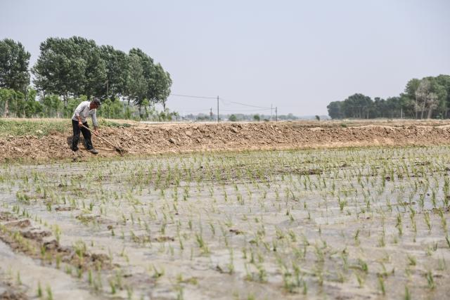 (250601) -- FUXIN, June 1, 2025 (Xinhua) -- A villager works in a rice field of an ecological comprehensive management project in Daleng Township of Zhangwu County in Fuxin, northeast China's Liaoning Province, May 30, 2025. Located on the southern edge of the Horqin sandy land, Zhangwu County was once plagued by sand and dust storms. For more than 70 years, people here have made unremitting efforts in transforming the ecological environment of this area to win the tough battle against desertification. The forest coverage rate of Zhangwu has increased from 2.9 percent to more than 30 percent, while the number of dusty days per year has fallen to single digits.
   In recent years, Zhangwu County has promoted its ecological and industrial transformation, and increased local income by developing forestry and under-forest economy. (Xinhua/Pan Yulong)