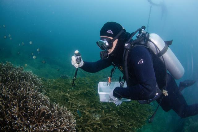 (250607) -- HAIKOU, June 7, 2025 (Xinhua) -- A staff member takes photos of planted corals at the marine ranch of Wuzhizhou Island in Sanya, south China's Hainan Province, May 27, 2025. Around 2010, the Wuzhizhou Island in Sanya, a city renowned for its tropical climate and one of the most popular tourist destinations in China, began building China's first tropical marine ranch to restore the underwater ecology damaged by typhoons and fishing activities. The waters surrounding the island contain numerous species such as sea cucumbers, sea urchins, and tropical fish.
  Marine ranching involves placing artificial reefs, including cement frames and old iron boats, at fixed sites under seawater, which can attract fish, shrimps, crabs, shellfish and other marine life to forage, rest and reproduce.
  A coral restoration program was launched here in 2016. Since its launch, the marine ranch has transplanted more than 40,000 corals. The coral restoration program has transformed Wuzhizhou, a popular diving destination, into a model of sustainable marine tourism where ecological improvement and tourism coexist harmoniously. (Xinhua/Zhang Liyun)