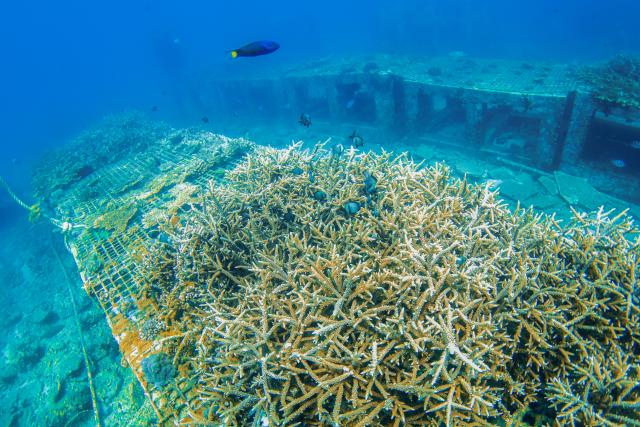 (250607) -- HAIKOU, June 7, 2025 (Xinhua) -- This photo taken on May 26, 2025 shows a scene of the marine ranch in the waters off Wuzhizhou Island in Sanya, south China's Hainan Province. Around 2010, the Wuzhizhou Island in Sanya, a city renowned for its tropical climate and one of the most popular tourist destinations in China, began building China's first tropical marine ranch to restore the underwater ecology damaged by typhoons and fishing activities. The waters surrounding the island contain numerous species such as sea cucumbers, sea urchins, and tropical fish.
  Marine ranching involves placing artificial reefs, including cement frames and old iron boats, at fixed sites under seawater, which can attract fish, shrimps, crabs, shellfish and other marine life to forage, rest and reproduce.
  A coral restoration program was launched here in 2016. Since its launch, the marine ranch has transplanted more than 40,000 corals. The coral restoration program has transformed Wuzhizhou, a popular diving destination, into a model of sustainable marine tourism where ecological improvement and tourism coexist harmoniously. (Xinhua/Zhang Liyun)