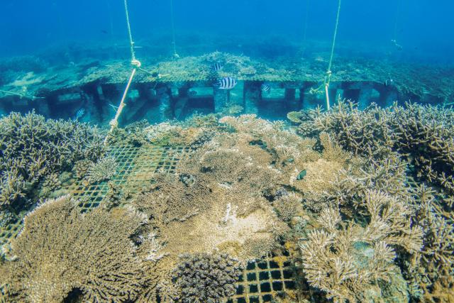 (250607) -- HAIKOU, June 7, 2025 (Xinhua) -- This photo taken on May 26, 2025 shows a scene of the marine ranch in the waters off Wuzhizhou Island in Sanya, south China's Hainan Province. Around 2010, the Wuzhizhou Island in Sanya, a city renowned for its tropical climate and one of the most popular tourist destinations in China, began building China's first tropical marine ranch to restore the underwater ecology damaged by typhoons and fishing activities. The waters surrounding the island contain numerous species such as sea cucumbers, sea urchins, and tropical fish.
  Marine ranching involves placing artificial reefs, including cement frames and old iron boats, at fixed sites under seawater, which can attract fish, shrimps, crabs, shellfish and other marine life to forage, rest and reproduce.
  A coral restoration program was launched here in 2016. Since its launch, the marine ranch has transplanted more than 40,000 corals. The coral restoration program has transformed Wuzhizhou, a popular diving destination, into a model of sustainable marine tourism where ecological improvement and tourism coexist harmoniously. (Xinhua/Zhang Liyun)