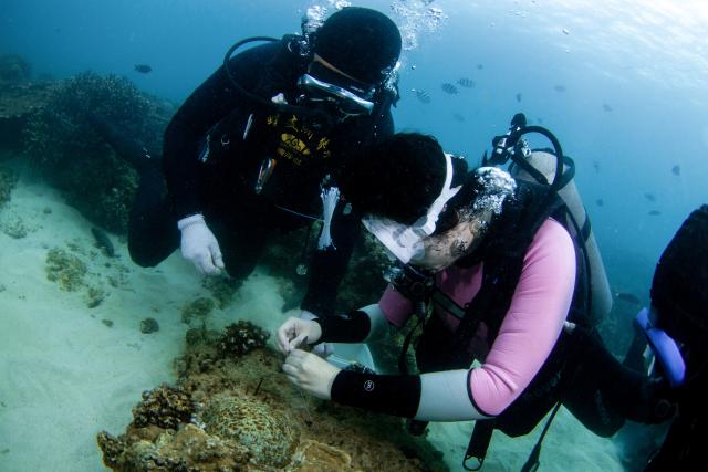 (250607) -- HAIKOU, June 7, 2025 (Xinhua) -- A journalist (R) tries to plant corals at the marine ranch of Wuzhizhou Island in Sanya, south China's Hainan Province, May 27, 2025. Around 2010, the Wuzhizhou Island in Sanya, a city renowned for its tropical climate and one of the most popular tourist destinations in China, began building China's first tropical marine ranch to restore the underwater ecology damaged by typhoons and fishing activities. The waters surrounding the island contain numerous species such as sea cucumbers, sea urchins, and tropical fish.
  Marine ranching involves placing artificial reefs, including cement frames and old iron boats, at fixed sites under seawater, which can attract fish, shrimps, crabs, shellfish and other marine life to forage, rest and reproduce.
  A coral restoration program was launched here in 2016. Since its launch, the marine ranch has transplanted more than 40,000 corals. The coral restoration program has transformed Wuzhizhou, a popular diving destination, into a model of sustainable marine tourism where ecological improvement and tourism coexist harmoniously. (Xinhua/Zhang Liyun)