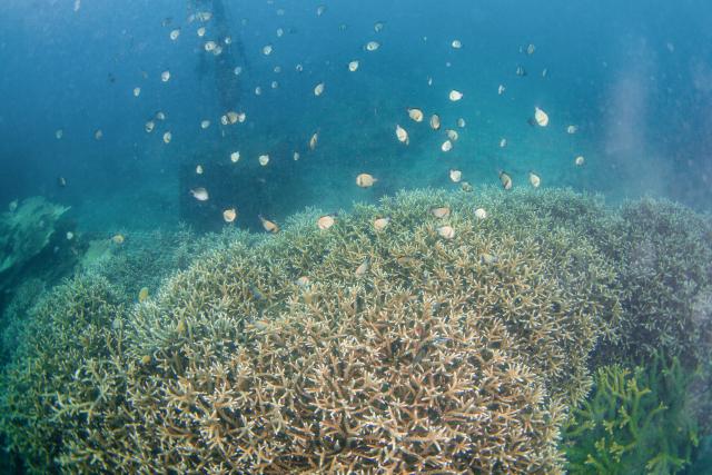 (250607) -- HAIKOU, June 7, 2025 (Xinhua) -- This photo taken on May 27, 2025 shows a scene of the marine ranch in the waters off Wuzhizhou Island in Sanya, south China's Hainan Province. Around 2010, the Wuzhizhou Island in Sanya, a city renowned for its tropical climate and one of the most popular tourist destinations in China, began building China's first tropical marine ranch to restore the underwater ecology damaged by typhoons and fishing activities. The waters surrounding the island contain numerous species such as sea cucumbers, sea urchins, and tropical fish.
  Marine ranching involves placing artificial reefs, including cement frames and old iron boats, at fixed sites under seawater, which can attract fish, shrimps, crabs, shellfish and other marine life to forage, rest and reproduce.
  A coral restoration program was launched here in 2016. Since its launch, the marine ranch has transplanted more than 40,000 corals. The coral restoration program has transformed Wuzhizhou, a popular diving destination, into a model of sustainable marine tourism where ecological improvement and tourism coexist harmoniously. (Xinhua/Zhang Liyun)