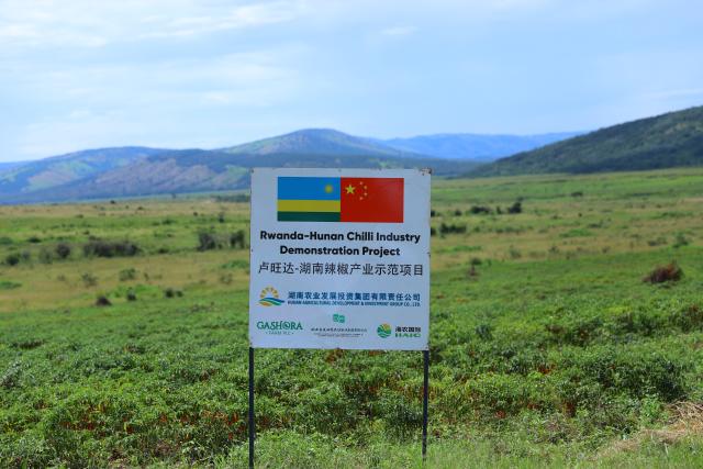 (250613) -- BEIJING, June 13, 2025 (Xinhua) -- This photo taken on May 22, 2025 shows the signboard of the Rwanda-Hunan Chili Pepper Industry Demonstration Project at the Gashora Farm in Nyagatare district, Rwanda. At the ongoing 4th China-Africa Economic and Trade Expo held in Changsha of Hunan, a chili sauce product, made from Rwandan peppers, has received great consumer attention for its strong flavor. The rise of the chili sauce is a clear sign of a growing bond between African farms and Chinese consumers. 
  Dating back to the 1st China-Africa Economic and Trade Expo in 2019, enterprises in Hunan made a preliminary agreement with their Rwandan counterparts to purchase dried peppers, following an export application of dried peppers from Rwanda to China. In August 2021, Rwanda exported dried peppers to Hunan for the first time and became the first African country exporting dried peppers to China. 
  In 2024, Gashora Farm, which is headquartered in Kigali, the capital of Rwanda, partnered with HAIC -- Hunan Modern Agriculture International Development Co. Ltd, a subsidiary of Hunan Cereals, Oils & Foodstuffs Import & Export Group (Hunan COF) -- to launch the Rwanda-Hunan Chili Pepper Industry Demonstration Project. Rwanda's favorable climate, affordable labor force, and efficient government procedures facilitated the project's growth. 
   Under a contract farming model, the project covers 100 hectares and spans the entire value chain -- from seedling cultivation to export. In the first season after the deal was signed, 200 tons of dried chili were shipped to China.
  The Rwandan chili project crystalizes deepening Africa-China cooperation. Across the Asian and African continents, stories of trust, cooperation, and shared growth continue to get written. (Xinhua/Ji Li)