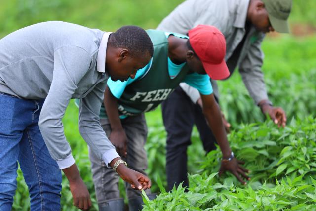 (250613) -- BEIJING, June 13, 2025 (Xinhua) -- Staff members check the growing condition of chili peppers at the Gashora Farm in Nyagatare district, Rwanda, May 22, 2025. At the ongoing 4th China-Africa Economic and Trade Expo held in Changsha of Hunan, a chili sauce product, made from Rwandan peppers, has received great consumer attention for its strong flavor. The rise of the chili sauce is a clear sign of a growing bond between African farms and Chinese consumers. 
  Dating back to the 1st China-Africa Economic and Trade Expo in 2019, enterprises in Hunan made a preliminary agreement with their Rwandan counterparts to purchase dried peppers, following an export application of dried peppers from Rwanda to China. In August 2021, Rwanda exported dried peppers to Hunan for the first time and became the first African country exporting dried peppers to China. 
  In 2024, Gashora Farm, which is headquartered in Kigali, the capital of Rwanda, partnered with HAIC -- Hunan Modern Agriculture International Development Co. Ltd, a subsidiary of Hunan Cereals, Oils & Foodstuffs Import & Export Group (Hunan COF) -- to launch the Rwanda-Hunan Chili Pepper Industry Demonstration Project. Rwanda's favorable climate, affordable labor force, and efficient government procedures facilitated the project's growth. 
   Under a contract farming model, the project covers 100 hectares and spans the entire value chain -- from seedling cultivation to export. In the first season after the deal was signed, 200 tons of dried chili were shipped to China.
  The Rwandan chili project crystalizes deepening Africa-China cooperation. Across the Asian and African continents, stories of trust, cooperation, and shared growth continue to get written. (Xinhua/Ji Li)