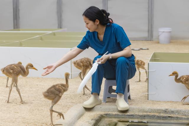 (250614) -- YANCHENG, June 14, 2025 (Xinhua) -- Yao Yunxing interacts with red-crowned crane chicks at the Jiangsu Yancheng Wetlands and Rare Birds National Nature Reserve in Yancheng, east China's Jiangsu Province, June 7, 2025. Yao Yunxing, 27, is a keeper for crane chicks at the birds research center of the reserve's administration office. The Jiangsu Yancheng Wetlands and Rare Birds National Nature Reserve is located on the coast of the Yellow Sea. It serves as a sanctuary for rare and endangered wildlife, particularly the red-crowned crane, and protects the vital tidal wetland ecosystem on which these animals depend. 
  Here, a dedicated group of young professionals work tirelessly in wildlife rescue, ecological monitoring, and the management of wetlands. With passion and expertise, they safeguard both the animals and their habitats. (Xinhua/Meng Chenguang)