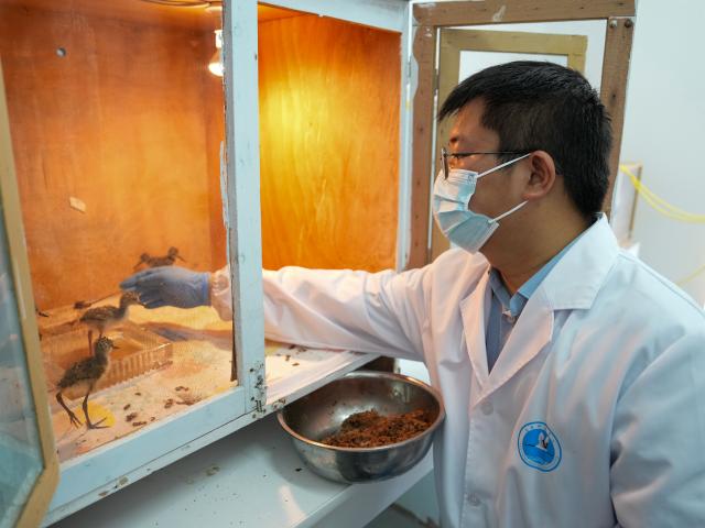 (250614) -- YANCHENG, June 14, 2025 (Xinhua) -- Wang Zhen feeds newborn black-winged stilts at the Jiangsu Yancheng Wetlands and Rare Birds National Nature Reserve in Yancheng, east China's Jiangsu Province, June 7, 2025. Wang Zhen, 29, is an assistant engineer at the reserve's administration office. He is mainly responsible for monitoring zoonotic diseases among terrestrial wildlife, rescuing endangered species such as red-crowned cranes and oriental white storks, and overseeing the artificial breeding and taming of red-crowned cranes. The Jiangsu Yancheng Wetlands and Rare Birds National Nature Reserve is located on the coast of the Yellow Sea. It serves as a sanctuary for rare and endangered wildlife, particularly the red-crowned crane, and protects the vital tidal wetland ecosystem on which these animals depend. 
  Here, a dedicated group of young professionals work tirelessly in wildlife rescue, ecological monitoring, and the management of wetlands. With passion and expertise, they safeguard both the animals and their habitats. (Xinhua/Zhang Nan)