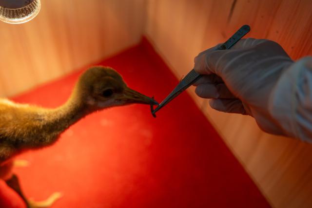 (250614) -- YANCHENG, June 14, 2025 (Xinhua) -- Wang Zhen feeds a newborn red-crowned crane at the Jiangsu Yancheng Wetlands and Rare Birds National Nature Reserve in Yancheng, east China's Jiangsu Province, June 6, 2025. Wang Zhen, 29, is an assistant engineer at the reserve's administration office. He is mainly responsible for monitoring zoonotic diseases among terrestrial wildlife, rescuing endangered species such as red-crowned cranes and oriental white storks, and overseeing the artificial breeding and taming of red-crowned cranes. The Jiangsu Yancheng Wetlands and Rare Birds National Nature Reserve is located on the coast of the Yellow Sea. It serves as a sanctuary for rare and endangered wildlife, particularly the red-crowned crane, and protects the vital tidal wetland ecosystem on which these animals depend. 
  Here, a dedicated group of young professionals work tirelessly in wildlife rescue, ecological monitoring, and the management of wetlands. With passion and expertise, they safeguard both the animals and their habitats. (Xinhua/Chu Jiayin)