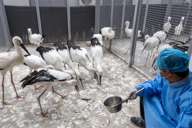 (250614) -- YANCHENG, June 14, 2025 (Xinhua) -- Wang Zhen feeds rescued oriental white storks at the Jiangsu Yancheng Wetlands and Rare Birds National Nature Reserve in Yancheng, east China's Jiangsu Province, June 7, 2025. Wang Zhen, 29, is an assistant engineer at the reserve's administration office. He is mainly responsible for monitoring zoonotic diseases among terrestrial wildlife, rescuing endangered species such as red-crowned cranes and oriental white storks, and overseeing the artificial breeding and taming of red-crowned cranes. The Jiangsu Yancheng Wetlands and Rare Birds National Nature Reserve is located on the coast of the Yellow Sea. It serves as a sanctuary for rare and endangered wildlife, particularly the red-crowned crane, and protects the vital tidal wetland ecosystem on which these animals depend. 
  Here, a dedicated group of young professionals work tirelessly in wildlife rescue, ecological monitoring, and the management of wetlands. With passion and expertise, they safeguard both the animals and their habitats. (Xinhua/Chu Jiayin)