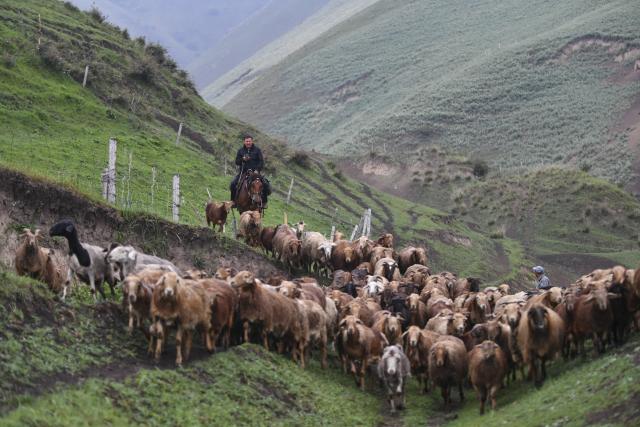 (250617) -- BEIJING, June 17, 2025 (Xinhua) -- Balatijan Eremubai (L) drives sheep to leave the spring-autumn pasture in Xinyuan County, northwest China's Xinjiang Uygur Autonomous Region, June 12, 2025, the third day of summer transfer.
  Xinjiang, home to lush pastures, is one of China's key livestock production base. The Ili River Valley on the northern slopes of the Tianshan Mountains boasts abundant grassland resources. Every June, local herders took their livestock to summer pastures at higher altitudes where grass is abundant.
  Balatijan Eremubai, a 43-year-old herder, lives with his family in a village in Narat Township of Xinyuan County. As this year's summer transfer comes, Balatijan made good preparations. In the past, horses were the main form of transport for the herdsmen and their belongings, but for now driving vehicles make the journey easier and quicker. Balatijan drove vehicles to transport belongings and his family members to the summer pasture only in two days. And he can focus on driving sheep on the third day in a traditional way. 
  The using of vehicles facilitates the life of the herders. Meanwhile the improvement of the infrastructure in the pastoral areas has brought continuous benefits to their daily lives. At the settlement built up for herders, medical, educational and cultural services are also available. 
  The three-day journey was arduous, but Balatijan said such works were worthwhile. And he is confident about this year's income. (Xinhua/Hu Huhu)