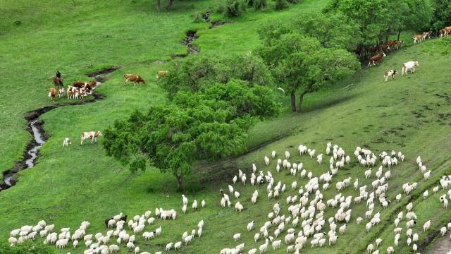 (250617) -- BEIJING, June 17, 2025 (Xinhua) -- An aerial drone photo taken on June 14, 2025 shows Saintsogt driving the livestock on his way to the summer campsite on Ar Horqin Grassland, Chifeng City of north China's Inner Mongolia Autonomous Region.
  Saintsogt, 55, a herdsman in Bayin-undur of Ar Horqin Banner, north China's Inner Mongolia Autonomous Region, is busy with the annual summer migration covering a distance of about 100 kilometers. For the past four decades, he has completed the migration every year.
  Saintsogt's pasture is a part of the Ar Horqin Grassland Nomadic System, which was listed as one of the Globally Important Agricultural Heritage Systems (GIAHS) sites by the United Nations Food and Agriculture Organization (FAO) on May 20, 2022. Herders here still keep the traditional nomadic customs today. 
  "The travel time has been shortened to three days from eight," Saintsogt said. "The rain makes pasture grow better, and the livestock have enough forage."
  This year, herders from more than 1,200 households and 128,000 livestock in Bayin-undur joined the migration. (Xinhua/Bei He)