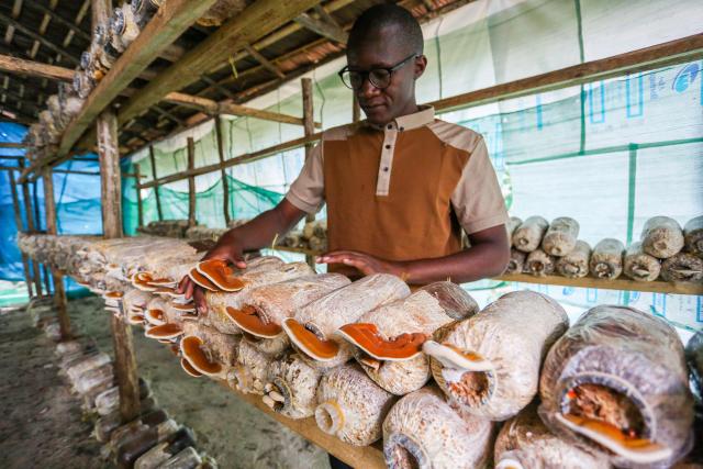 (250618) -- DAR ES SALAAM, June 18, 2025 (Xinhua) -- Joel Bisoma checks the growth of Lingzhi, or Ganoderma lucidum, cultivated with Juncao technology at his farm in Dar es Salaam, Tanzania, June 5, 2025. TO GO WITH "Feature: How spark of Chinese Juncao ignites 'open-source' transformation for Tanzanian youth" (Xinhua/Emmanuel Herman)