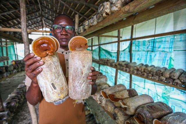 (250618) -- DAR ES SALAAM, June 18, 2025 (Xinhua) -- Joel Bisoma displays Lingzhi, or Ganoderma lucidum, cultivated with Juncao technology at his farm in Dar es Salaam, Tanzania, June 5, 2025. TO GO WITH "Feature: How spark of Chinese Juncao ignites 'open-source' transformation for Tanzanian youth" (Xinhua/Emmanuel Herman)