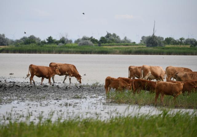 (250621) -- VIENNA, June 21, 2025 (Xinhua) -- This photo taken on June 17, 2025 shows cattle at the Neusiedler See-Seewinkel National Park in Austria. TO GO WITH "Feature: Smart tech aids bird conservation in Austria's national park" (Xinhua/He Canling)