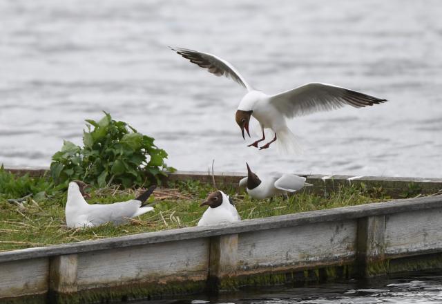 (250621) -- VIENNA, June 21, 2025 (Xinhua) -- This photo taken on June 17, 2025 shows black-headed gulls at the Neusiedler See-Seewinkel National Park in Austria. TO GO WITH "Feature: Smart tech aids bird conservation in Austria's national park" (Xinhua/He Canling)