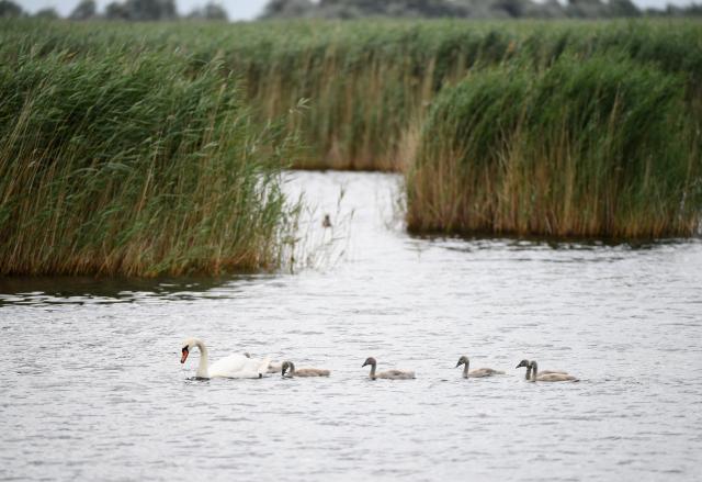 (250621) -- VIENNA, June 21, 2025 (Xinhua) -- This photo taken on June 17, 2025 shows mute swans at the Neusiedler See-Seewinkel National Park in Austria. TO GO WITH "Feature: Smart tech aids bird conservation in Austria's national park" (Xinhua/He Canling)