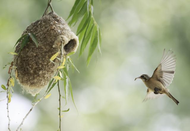 (250625) -- TANGSHAN, June 25, 2025 (Xinhua) -- This photo taken on June 24, 2025 shows a Chinese Penduline Tit (Remiz consobrinus) returning to its nest after hunting at a wetland in Fengnan District of Tangshan, north China's Hebei Province. (Xinhua/Yang Shiyao)