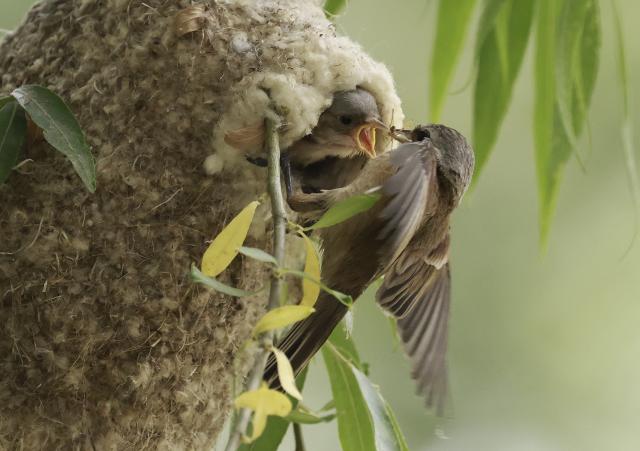 (250625) -- TANGSHAN, June 25, 2025 (Xinhua) -- This photo taken on June 24, 2025 shows a Chinese Penduline Tit (Remiz consobrinus) feeding a chick by its nest a wetland in Fengnan District of Tangshan, north China's Hebei Province. (Xinhua/Yang Shiyao)