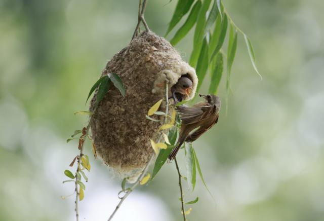 (250625) -- TANGSHAN, June 25, 2025 (Xinhua) -- This photo taken on June 24, 2025 shows a Chinese Penduline Tit (Remiz consobrinus) feeding a chick by its nest a wetland in Fengnan District of Tangshan, north China's Hebei Province. (Xinhua/Yang Shiyao)