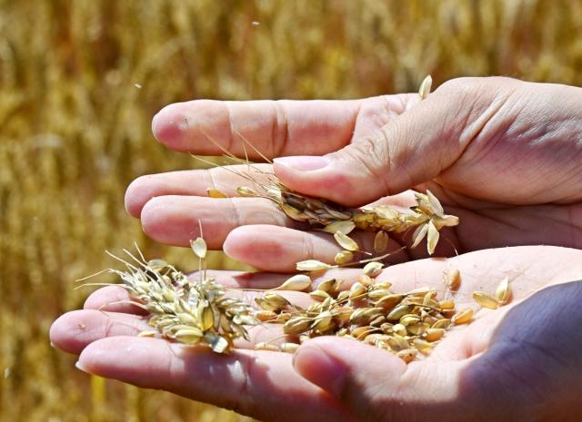 (250628) -- JINAN, June 28, 2025 (Xinhua) -- A staff member of the local agricultural and rural department checks the maturity of wheat in the fields in Dachang Town of Xihai'an (West Coast) New Area in Qingdao, east China's Shandong Province, June 12, 2025. (Xinhua/Li Ziheng)