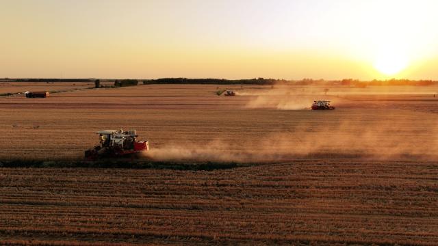 (250628) -- JINAN, June 28, 2025 (Xinhua) -- A drone photo taken on June 12, 2025 shows harvesters working in wheat fields in Zhanghuzhuang Village of Gaomi City, east China's Shandong Province. (Photo by Li Haitao/Xinhua)