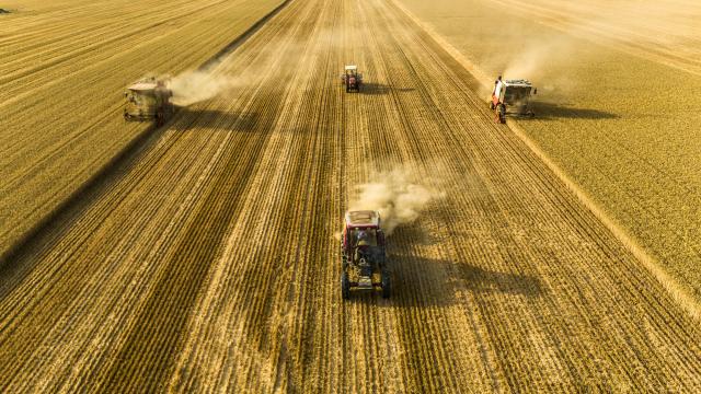 (250628) -- JINAN, June 28, 2025 (Xinhua) -- A drone photo shows harvesters reaping wheat in the fields in Pantang Village of Lizhuang Town, Shangqiu City, central China's Henan Province, June 4, 2025. (Photo by Li Heng/Xinhua)