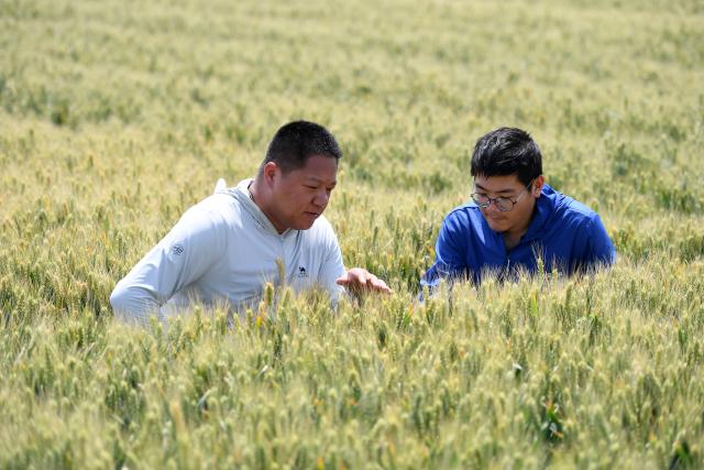 (250628) -- JINAN, June 28, 2025 (Xinhua) -- A farmer (L) and an agricultural technician inspect the growth of wheat in the field in Yuxiang Town of Yuncheng City, north China's Shanxi Province, May 21, 2025. (Photo by Xue Jun/Xinhua)