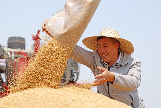 (250628) -- JINAN, June 28, 2025 (Xinhua) -- A farmer loads newly harvested wheat in Tancheng County of Linyi City, east China's Shandong Province, May 27, 2025. (Photo by Zhang Chunlei/Xinhua)