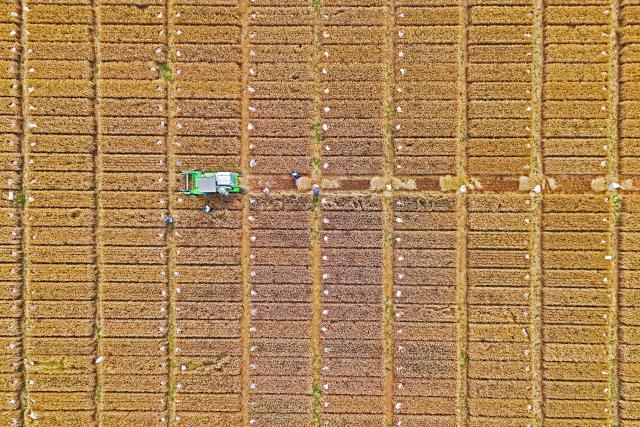 (250628) -- JINAN, June 28, 2025 (Xinhua) -- An aerial drone photo taken on June 18, 2025 shows a harvester working in an experimental field in Yantai City, east China's Shandong Province. (Photo by Sun Wentan/Xinhua)