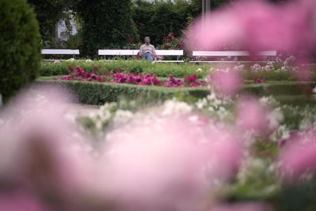 (250701) -- WARSAW, July 1, 2025 (Xinhua) -- A man visits a rosary of Skaryszewski Park in Warsaw, Poland on June 30, 2025. The rosary in the park has been brought back to its pre-war glory. Thanks to photos submitted by citizens, the city garden authority has been able to largely recreate the rose garden to its original 1920s state when there were some 5000 roses of around 80 varieties. (Photo by Jaap Arriens/Xinhua)