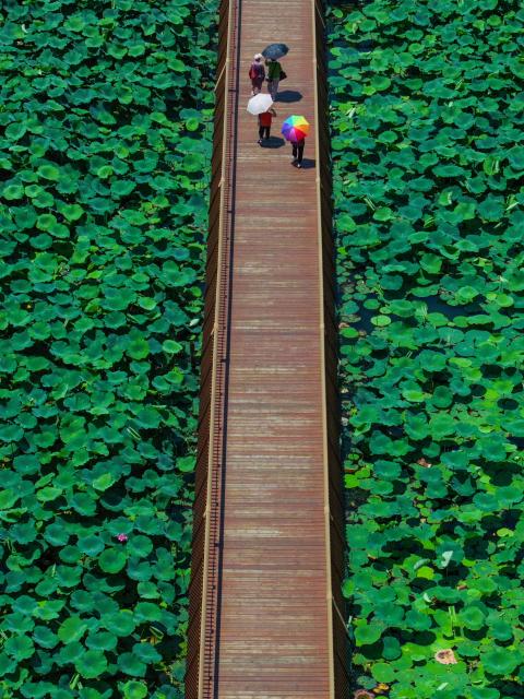 (250701) -- NANJING, July 1, 2025 (Xinhua) -- An aerial drone photo taken on July 1, 2025 shows people walking on a plank road to enjoy lotus flowers at the Xuanwu Lake Park in Nanjing, east China's Jiangsu Province. (Xinhua/Li Bo)
