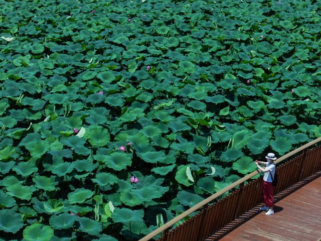 (250701) -- NANJING, July 1, 2025 (Xinhua) -- A drone photo taken on July 1, 2025 shows a tourist taking photos of lotus flowers on a plank road at the Xuanwu Lake Park in Nanjing, east China's Jiangsu Province. (Xinhua/Li Bo)