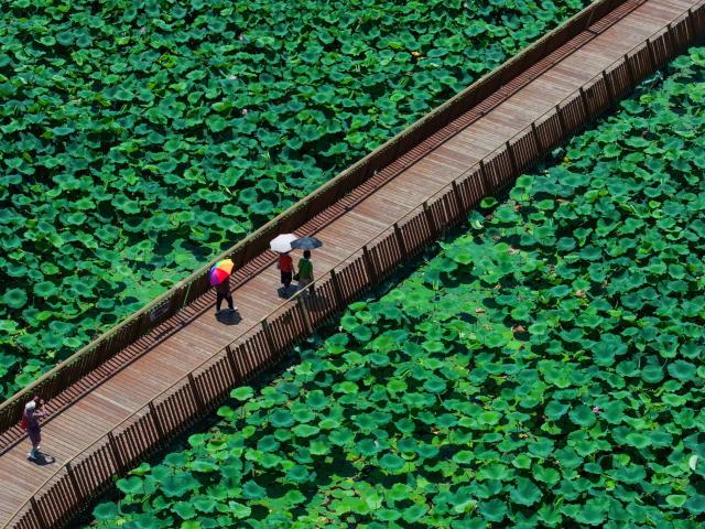 (250701) -- NANJING, July 1, 2025 (Xinhua) -- An aerial drone photo taken on July 1, 2025 shows people walking on a plank road to enjoy lotus flowers at the Xuanwu Lake Park in Nanjing, east China's Jiangsu Province. (Xinhua/Li Bo)
