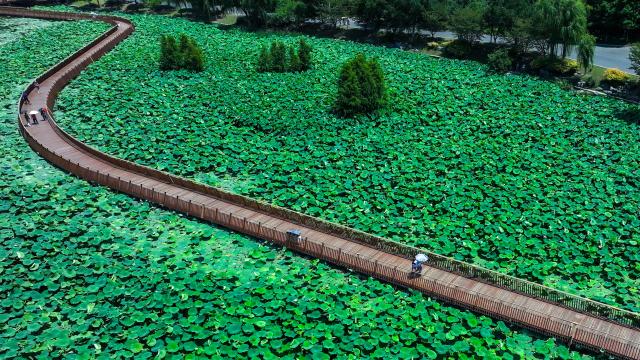 (250701) -- NANJING, July 1, 2025 (Xinhua) -- An aerial drone photo taken on July 1, 2025 shows people walking on a plank road to enjoy lotus flowers at the Xuanwu Lake Park in Nanjing, east China's Jiangsu Province. (Xinhua/Li Bo)