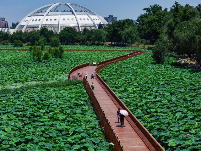 (250701) -- NANJING, July 1, 2025 (Xinhua) -- A drone photo taken on July 1, 2025 shows people walking on a plank road to enjoy lotus flowers at the Xuanwu Lake Park in Nanjing, east China's Jiangsu Province. (Xinhua/Li Bo)