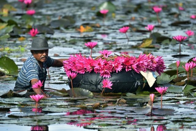 (250702) -- BEIJING, July 2, 2025 (Xinhua) -- A man collects pink water lilies from a lake in Hokandara, a suburb of Colombo, Sri Lanka, July 1, 2025. (Photo by Ajith Perera/Xinhua)
