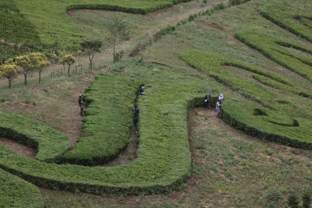 (250702) -- FUSHUN, July 2, 2025 (Xinhua) -- Workers prune plants at a former mine pit in west Fushun City, northeast China's Liaoning Province, on June 5, 2025. TO GO WITH "Across China: From rock to root: century-old mine's green rebirth" (Xinhua/Pan Yulong)