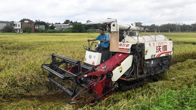 (250702) -- QINZHOU, July 2, 2025 (Xinhua) -- A farmer drives a harvester reaping rice in Banping Village in Kangxiling Town of Qinzhou City, south China's Guangxi Zhuang Autonomous Region, July 2, 2025. Early rice harvest is in full swing here. (Xinhua/Zhang Ailin)