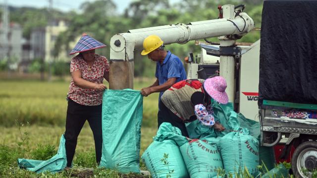 (250702) -- QINZHOU, July 2, 2025 (Xinhua) -- Farmers pack harvested rice in Banping Village in Kangxiling Town of Qinzhou City, south China's Guangxi Zhuang Autonomous Region, July 2, 2025. Early rice harvest is in full swing here. (Xinhua/Zhang Ailin)