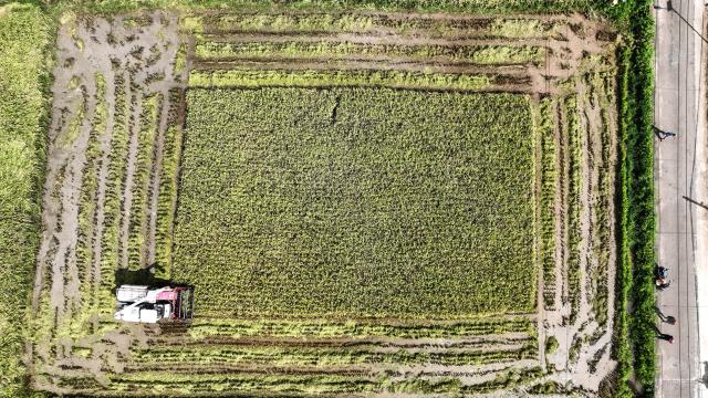 (250702) -- QINZHOU, July 2, 2025 (Xinhua) -- An aerial drone photo taken on July 2, 2025 shows a harvester reaping rice in Banping Village in Kangxiling Town of Qinzhou City, south China's Guangxi Zhuang Autonomous Region. Early rice harvest is in full swing here. (Xinhua/Zhang Ailin)