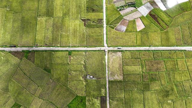 (250702) -- QINZHOU, July 2, 2025 (Xinhua) -- An aerial drone photo taken on July 2, 2025 shows the paddy fields in Kangxiling Town of Qinzhou City, south China's Guangxi Zhuang Autonomous Region. Early rice harvest is in full swing here. (Xinhua/Zhang Ailin)